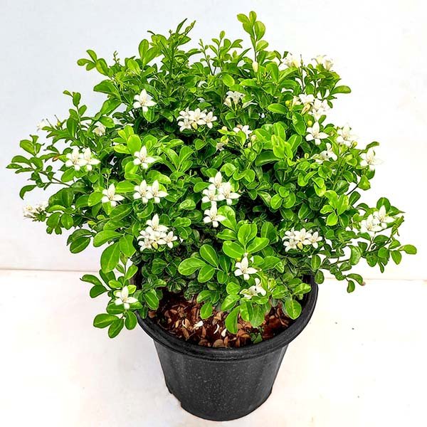 Kamini Plant in 10 inch Grow Bag