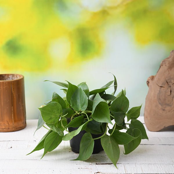 Philodendron Scandens Oxycardium Plant in 4 inch Pot