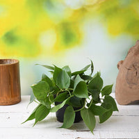 Buy Philodendron Scandens Oxycardium, Heart-Leaf Philodendron