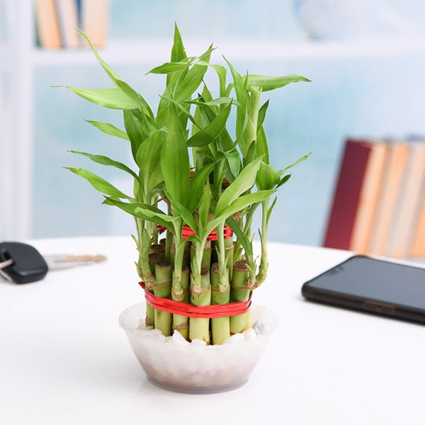 Lucky Money Attracting / Feng Shui Table Top / Office Desk Plants