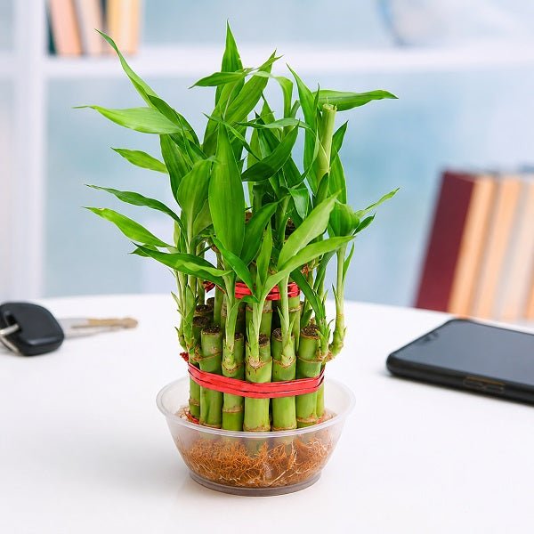 2 Layer Lucky Bamboo Plant In Round Plastic Bowl