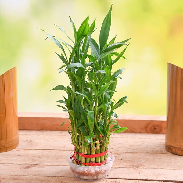 Lohri Special Plants for Good Luck