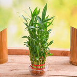 3 Layer Lucky Bamboo Plant In Round Plastic Bowl