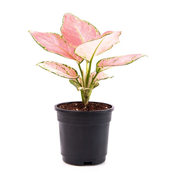 Aglaonema dud anyamanee, Aglaonema anyamanee (Green, Pink) Plant in 5 inch Pot