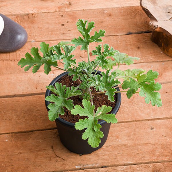 Citronella, Odomas Plant in 10 inch Grow Bag