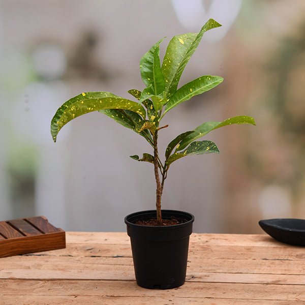 Croton (Gold Dust, Thin Leaves) Plant in 5 inch Pot