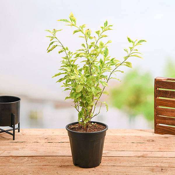 Duranta Golden Plant in 6 inch Grow Bag