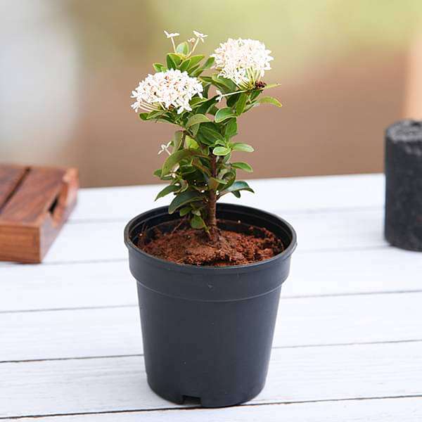 Ixora Mini Dwarf Any color Plant in 5 inch Pot