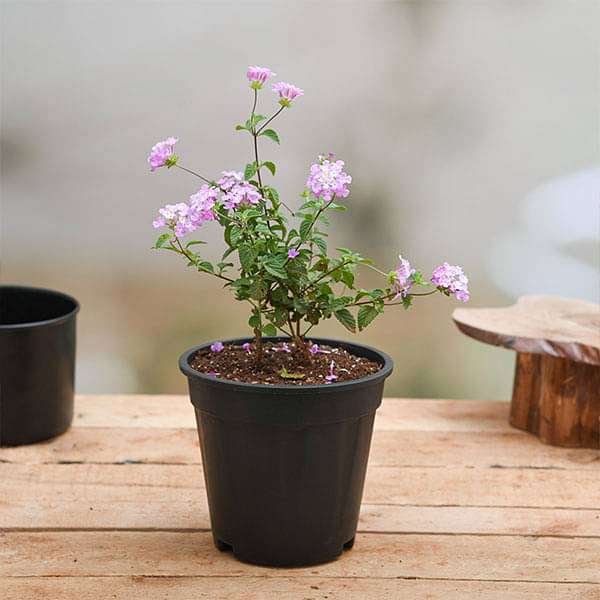 lantana camara (lavender) plant in 5 inch (13 cm) pot 