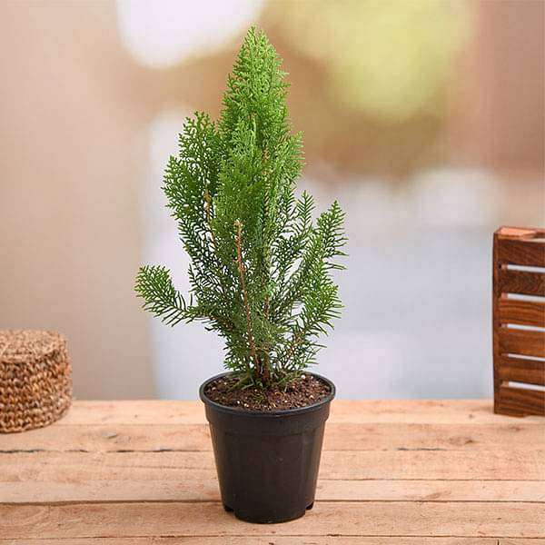 thuja plant care in pots Buy Morpankhi, Thuja Compacta Plant in 6 inch Pot online from Nurserylive  at lowest price