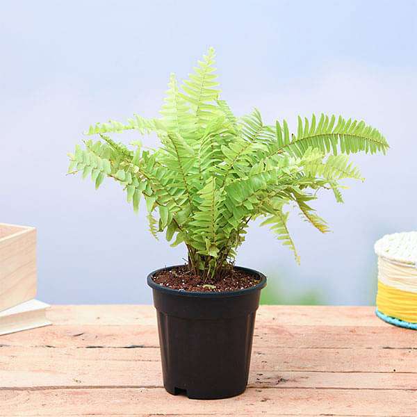 Golden Fern, Pivla Fern Plant in 5 inch Pot