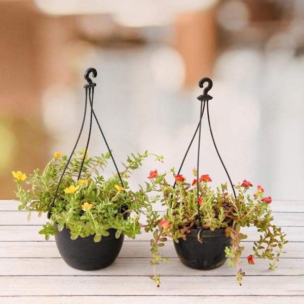 buying hanging basket plants online Buy Set of 2 Adorable Portulaca Plants in Hanging Baskets online from Nurserylive at lowest price