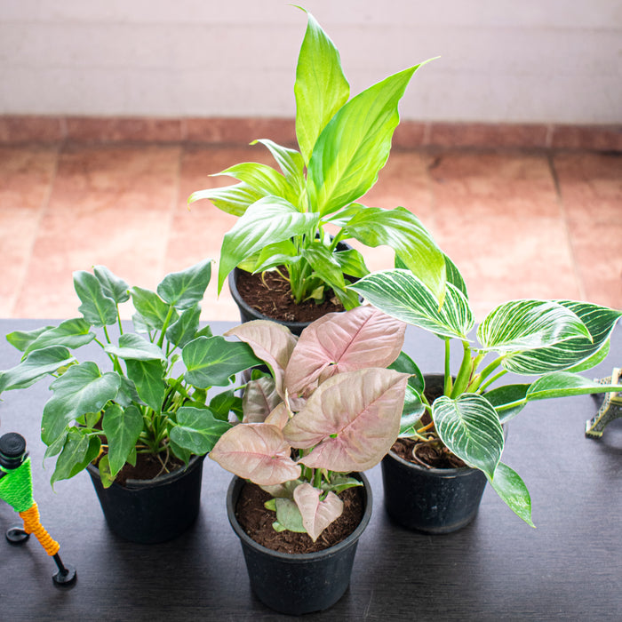 Set of 4 Natural Air Purifier Plants for Home Garden