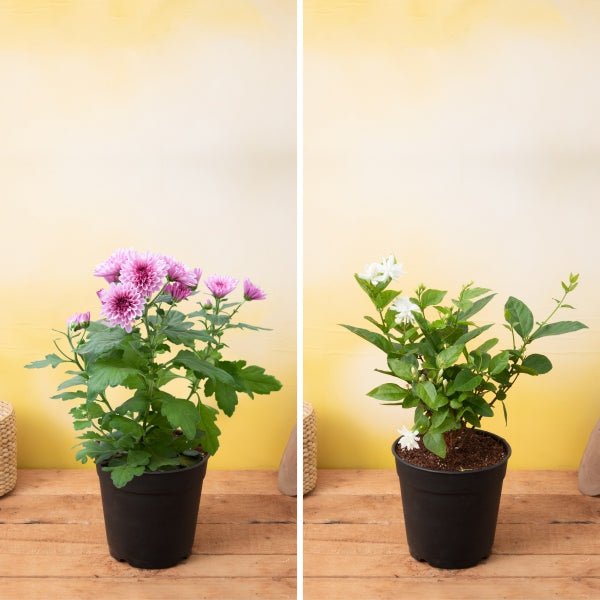 Best 2 Fragrant Plants Pack