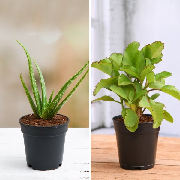 Best 2 Medicinal Plants