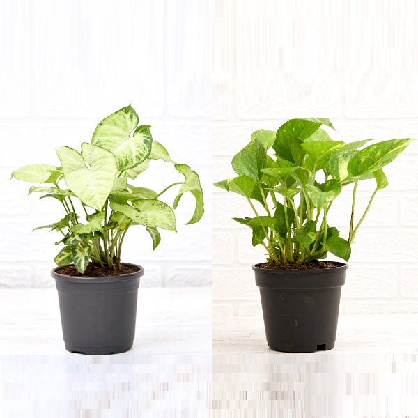 2 Air Purifier Plants Pack