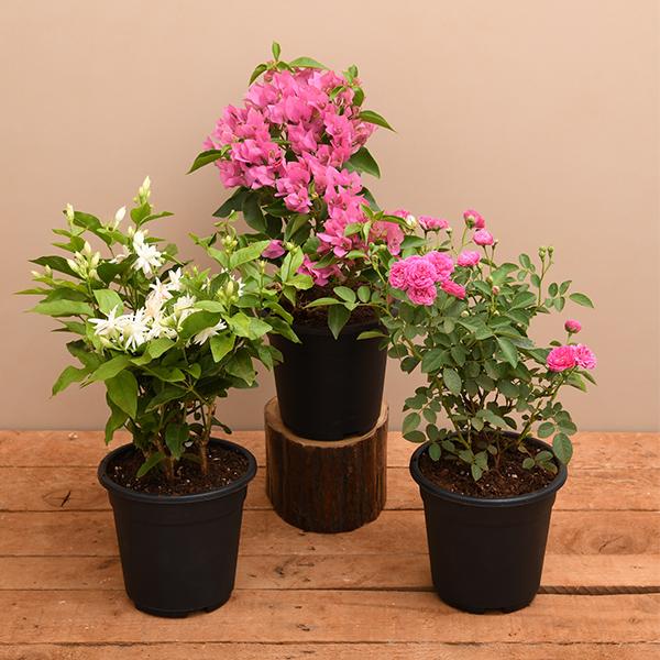 Top 3 Flowering plants to Enhance Garden Beauty