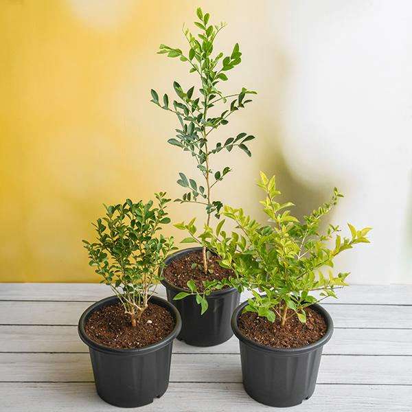 Top 3 Plants for Hedges