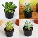 Top 4 Die Hard Succulents Pack