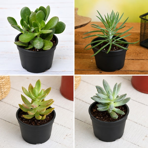 Top 4 Die Hard Succulents Pack