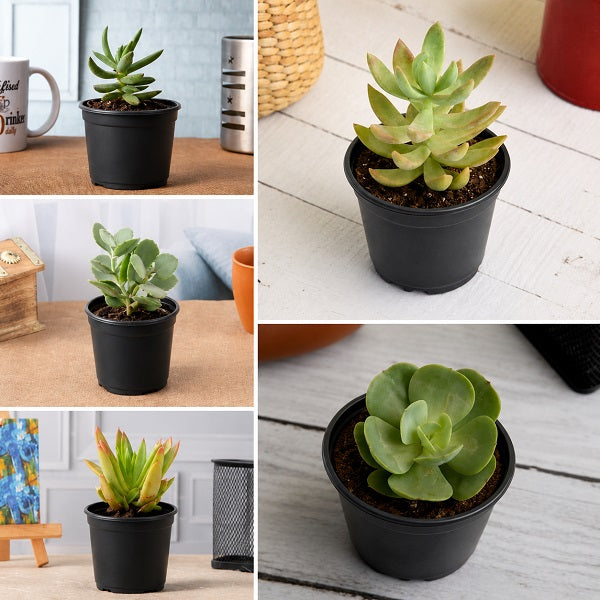 Top 5 Easy Succulent Pack