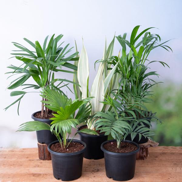 Buy Top 5 Indoor Palm Plants Pack online from Nurserylive at lowest price