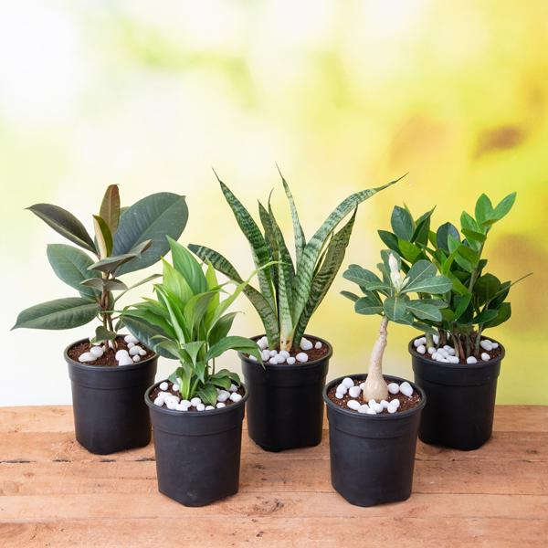 indoor plants nurserylive Buy Top 5 No Fail Plants online from Nurserylive at lowest price