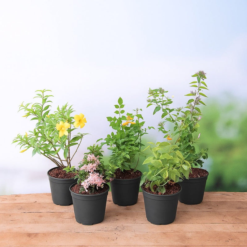 Top 5 Perennial Bushes that Flower All Summer