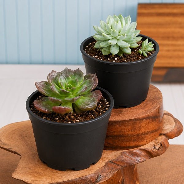 Bring Prosperity and Wealth with Vishnu and Lakshmi Kamal Succulents
