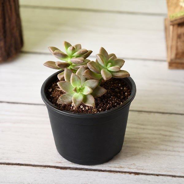 Graptosedum Darley Sunshine - Succulent Plant
