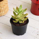 Graptosedum species - Succulent Plant