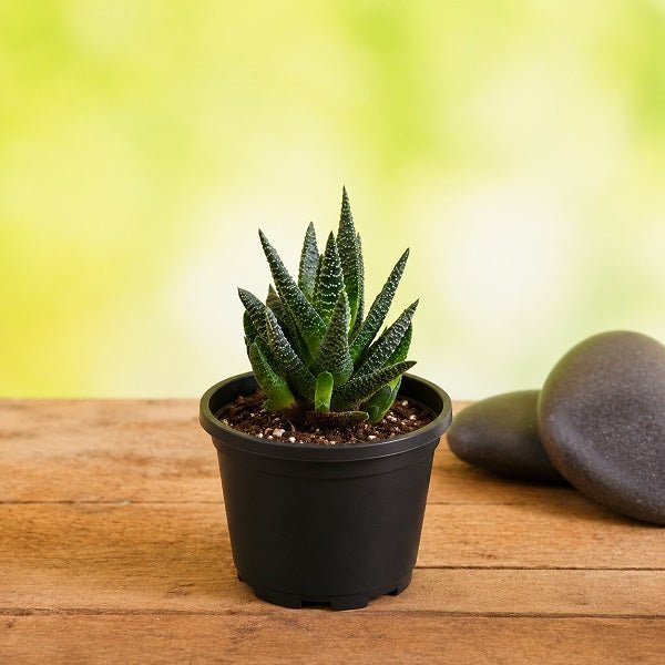 Haworthia attenuata - Succulent Plant