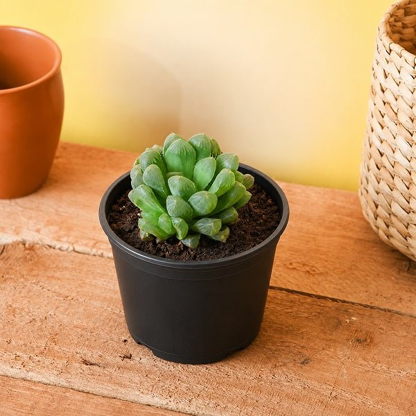 Haworthia cooperi - Succulent Plant
