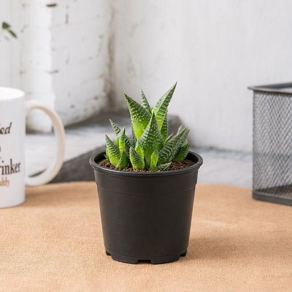 Haworthia limifolia - Succulent Plant