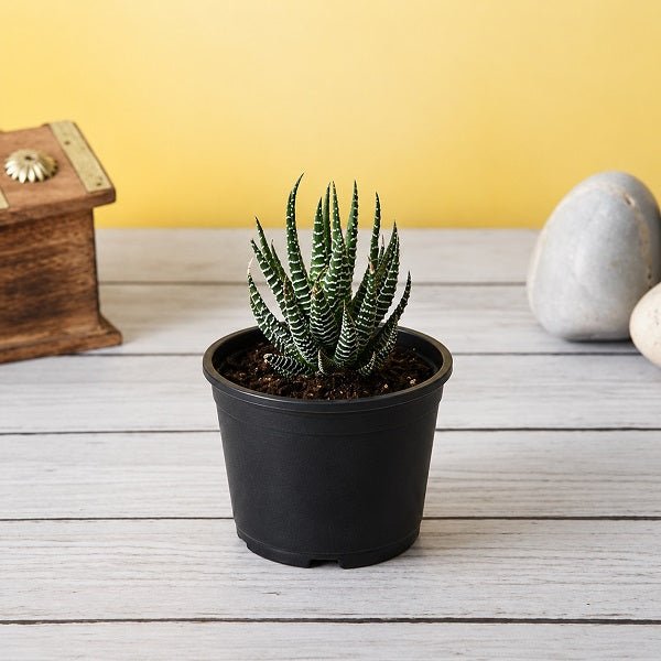 Haworthia margaritifera, Pearl Plant - Succulent Plant