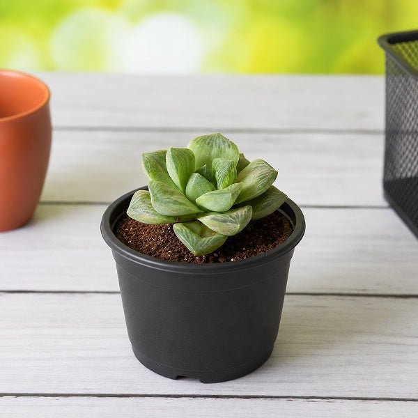 Haworthia truncata Green Rose - Succulent Plant
