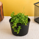 Helxine soleirolii, Baby Tears - Succulent Plant