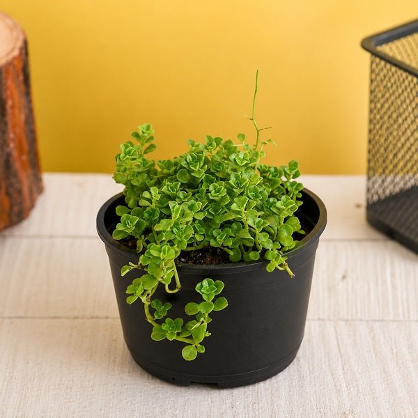 Helxine soleirolii, Baby Tears - Succulent Plant