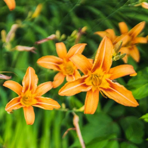 Hemerocallis Fulva Kwanso, Day Lily (Orange) - Plant