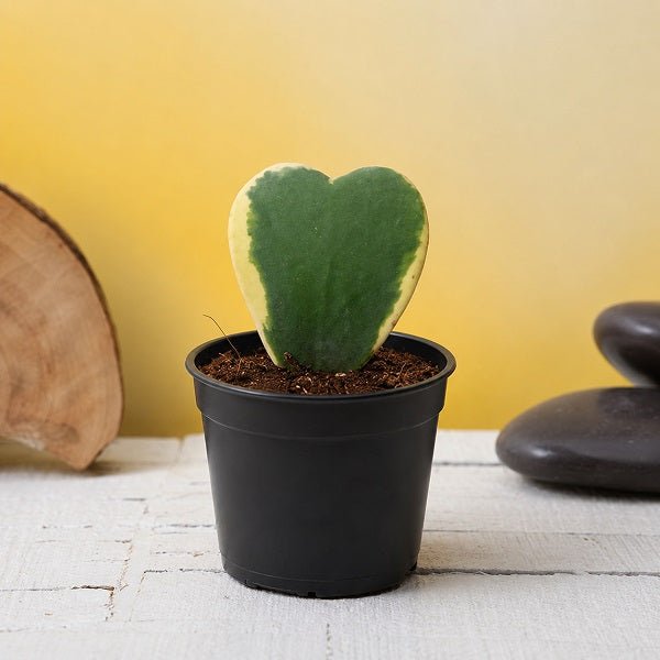 Hoya kerrii, Heart Leaf, Sweetheart Hoya (Variegated) - Succulent Plant