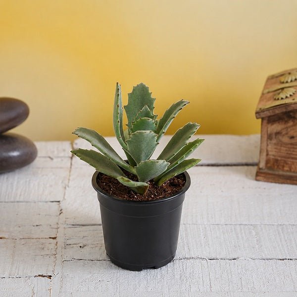 Kalanchoe beharensis roseleaf - Succulent Plant