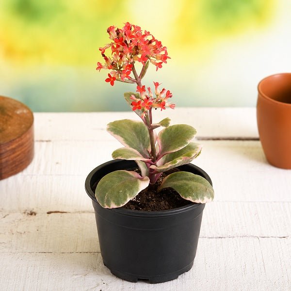 Kalanchoe blossfeldiana (Variegated Tricolor) - Succulent Plant