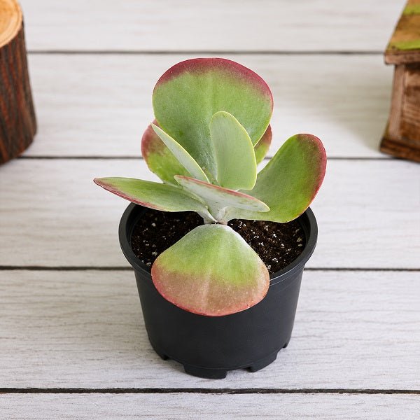 Kalanchoe Flapjack, Poplet - Succulent Plant