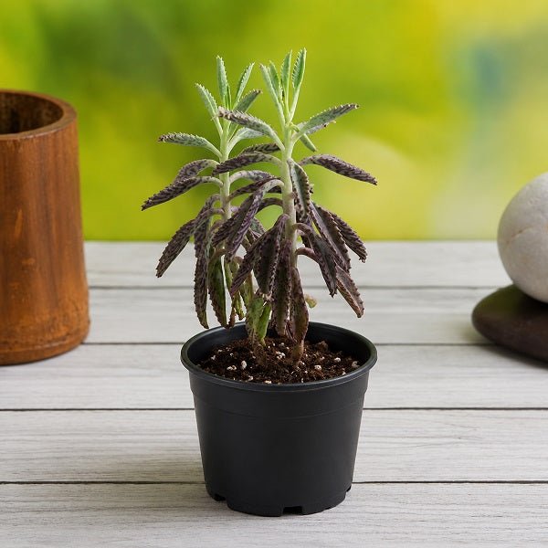 Kalanchoe houghtonii - Succulent Plant