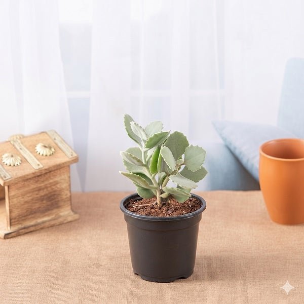 Kalanchoe millotii - Succulent Plant