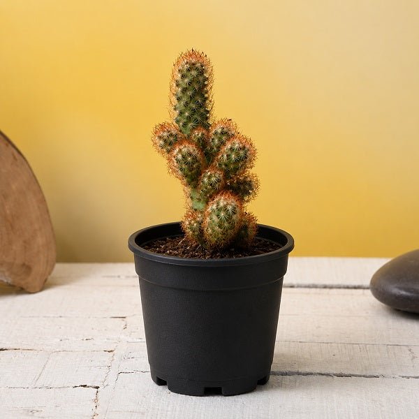 Mammilaria elongata, Copper King - Cactus Plant