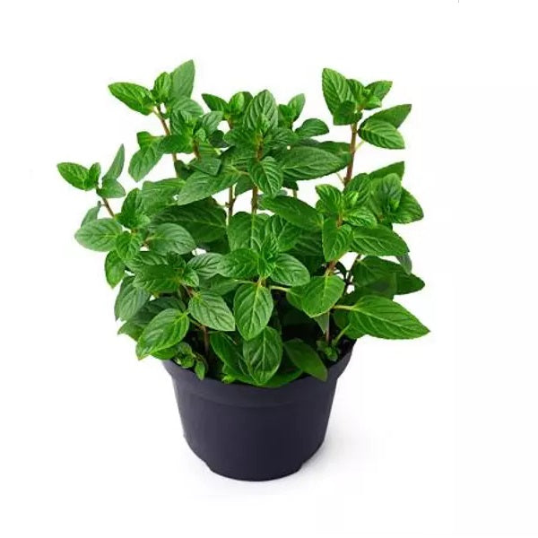 Mentha Piperita, Peppermint - Plant