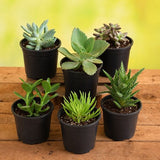 Mini Succulent Garden