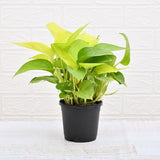 Money Plant Golden, Scindapsus (Golden) Plant in 4 inch Pot