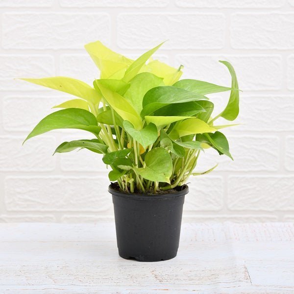 Lovely Money Plants for Priceless Love